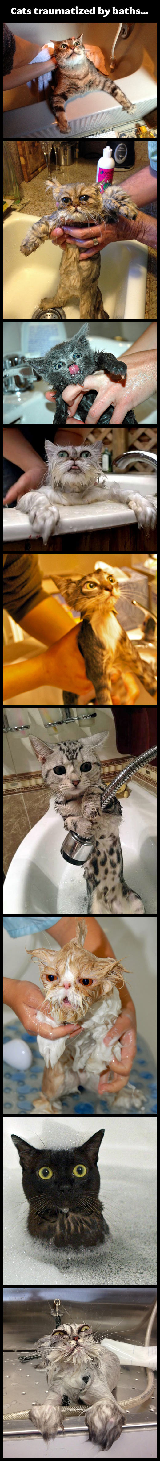 Cats traumatized by baths.