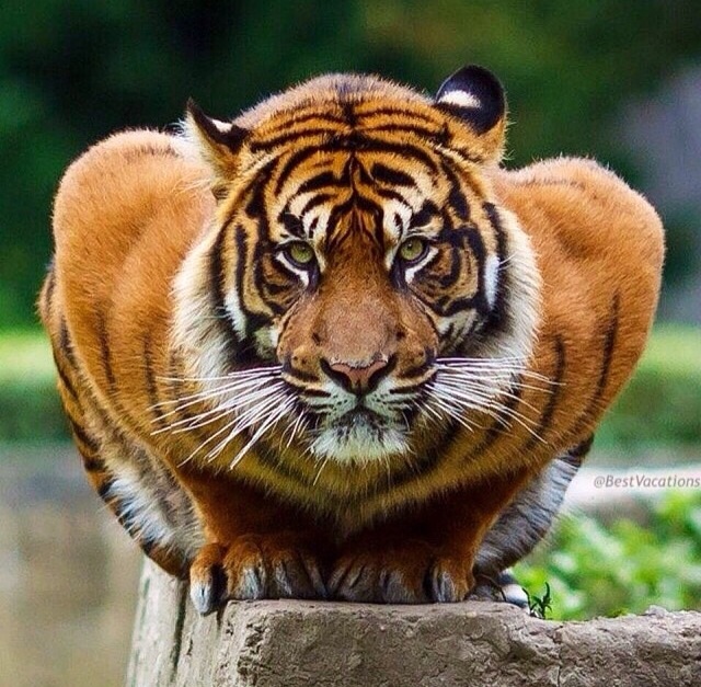 Crouching tiger.