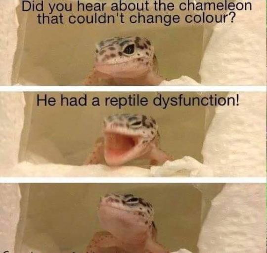 A Lizard Pun