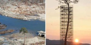 The only tree that survived the tsunami in Japan between 70,000 trees. Today protected and restored.