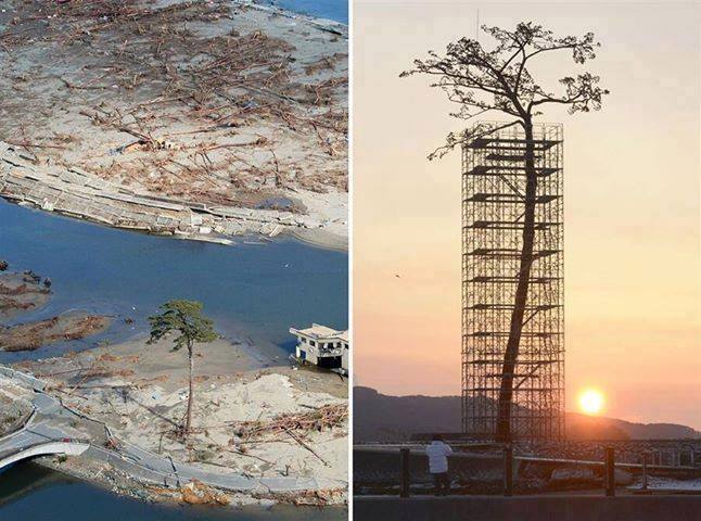 The only tree that survived the tsunami in Japan between 70,000 trees. Today protected and restored.