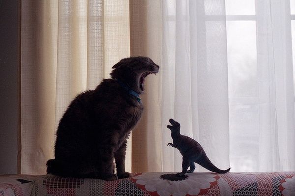 Kitty vs. Dinosaur.