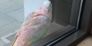 Rainbow pigeon in London.