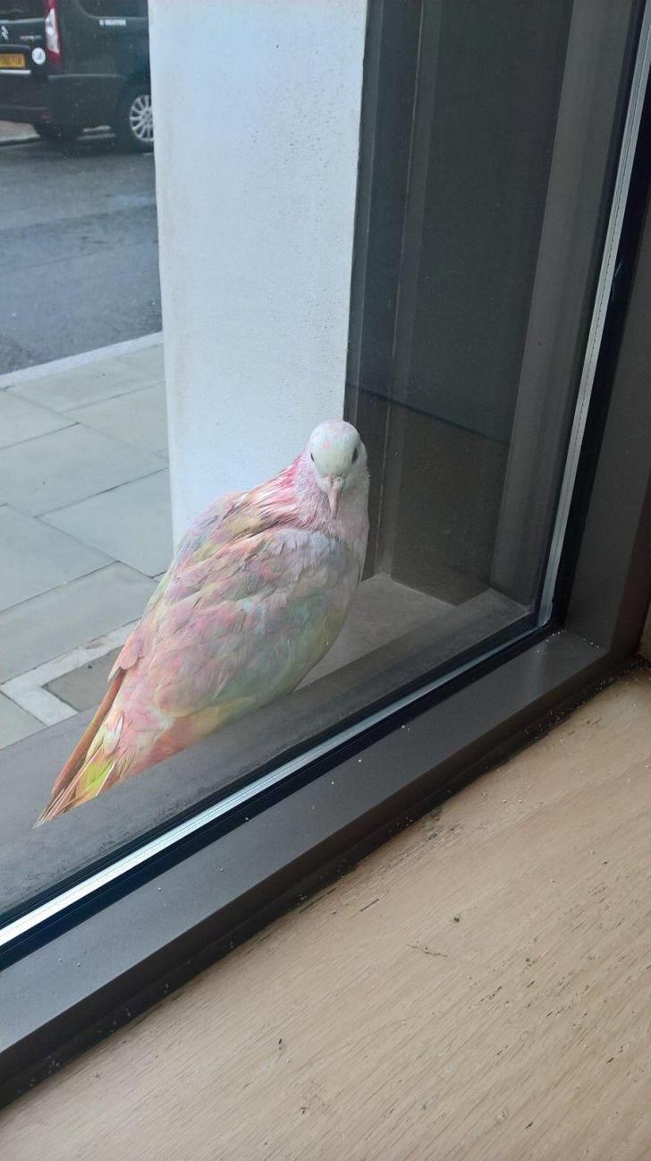 Rainbow pigeon in London.