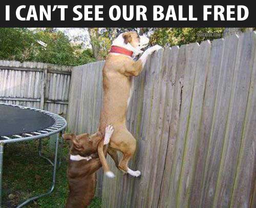 Fred! I can see the ball!