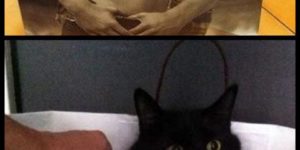 Kittens with abs