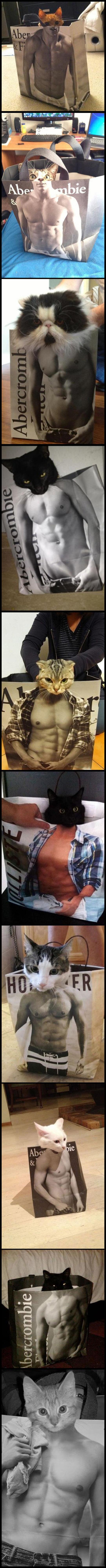 Kittens with abs