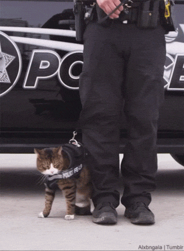 This is why police cats aren't a thing...