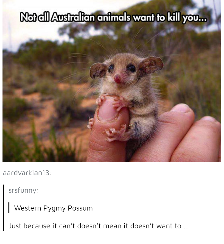I don't trust you, possum...