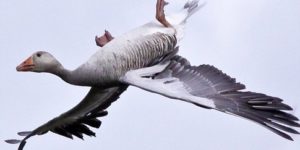 Some birds, like geese, can descend by ‘whiffling.’ This involves zig-zagging and sometimes turning completely upside-down to quickly plummet towards the ground.