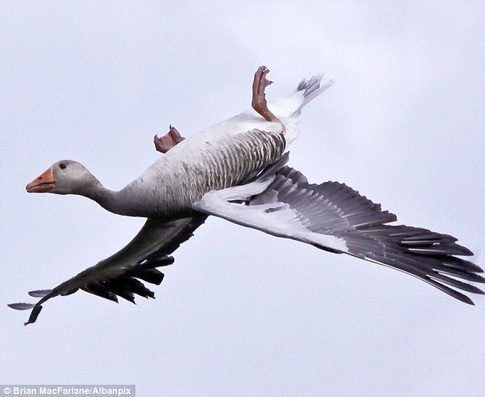 Some birds, like geese, can descend by 'whiffling.' This involves zig-zagging and sometimes turning completely upside-down to quickly plummet towards the ground.