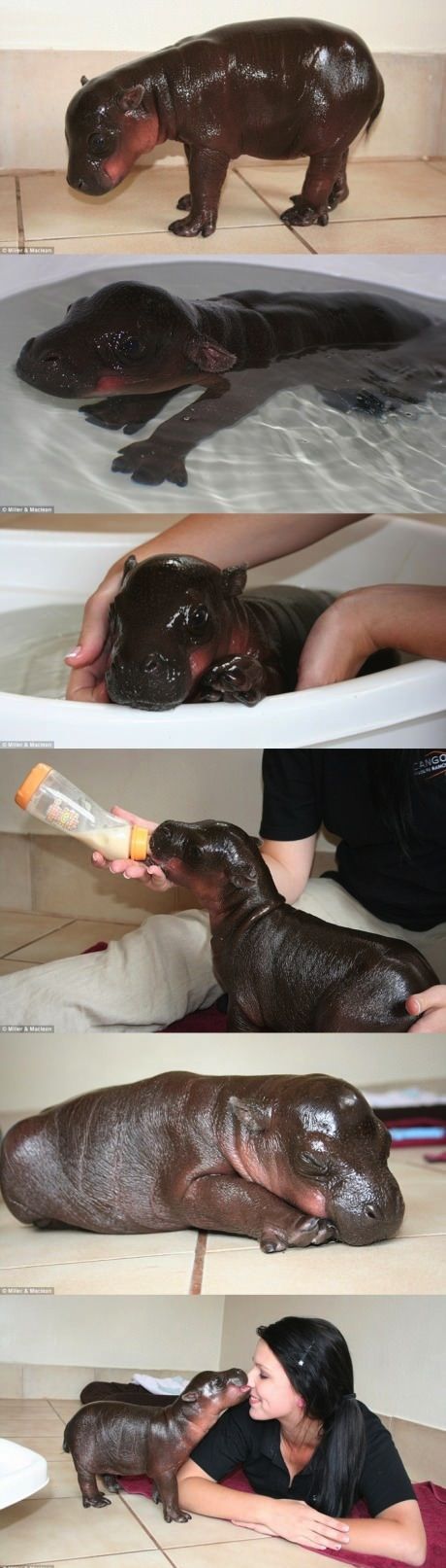 The cutest hippo.