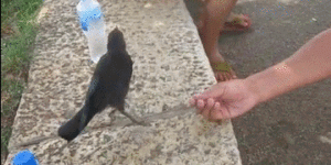 Crow asks for water.