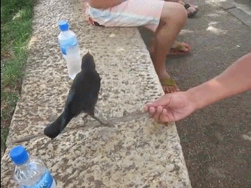 Crow asks for water.