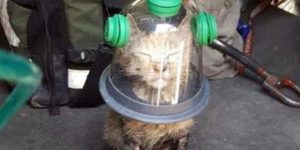 Cat's oxygen mask