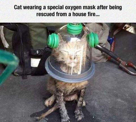 Cat's oxygen mask