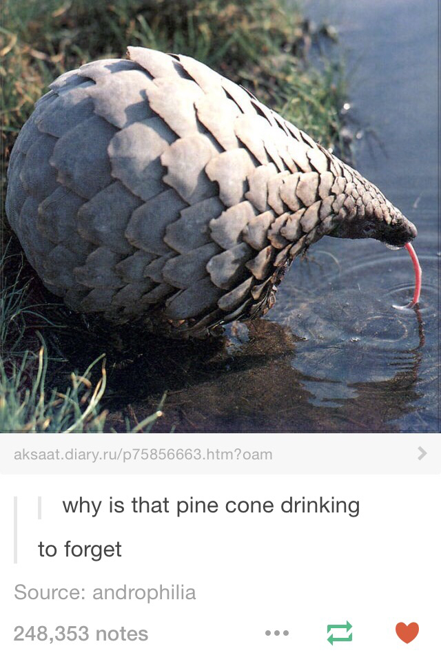 Me too, pinecone