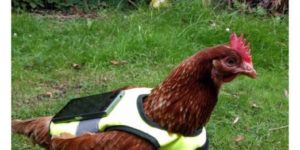 Pokemon Go with a chicken