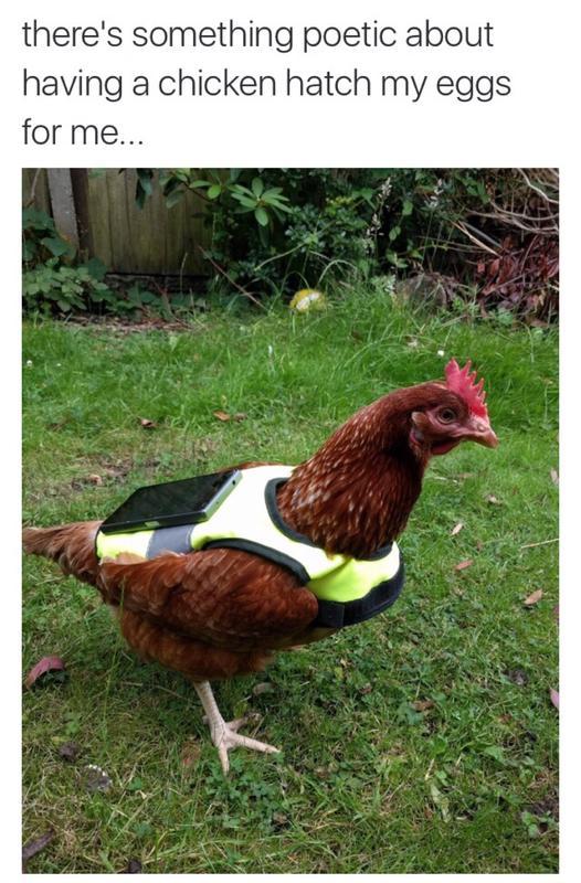 Pokemon Go with a chicken