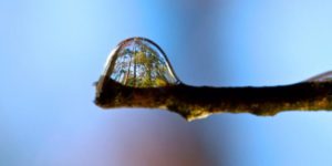 Trees reflected in a water droplet