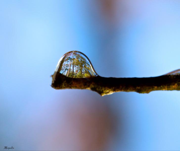 Trees reflected in a water droplet