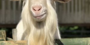 Ridiculously photogenic goat.