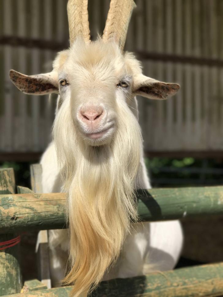 Ridiculously photogenic goat.