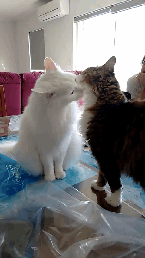 Fickle relations among cats