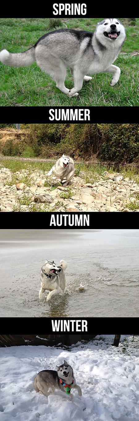 Husky Through The Seasons.