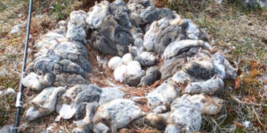 Owl slays lemmings to make a nest from their carcasses.