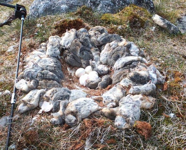 Owl slays lemmings to make a nest from their carcasses.