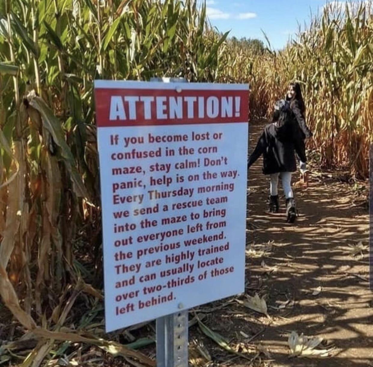 Enjoy the maize.