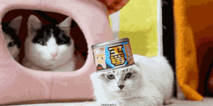 My new favorite cat gif