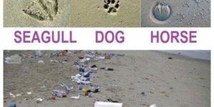 Animal Track Identification Guide