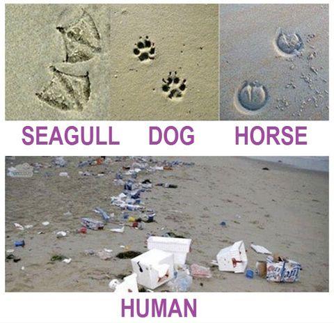 Animal Track Identification Guide