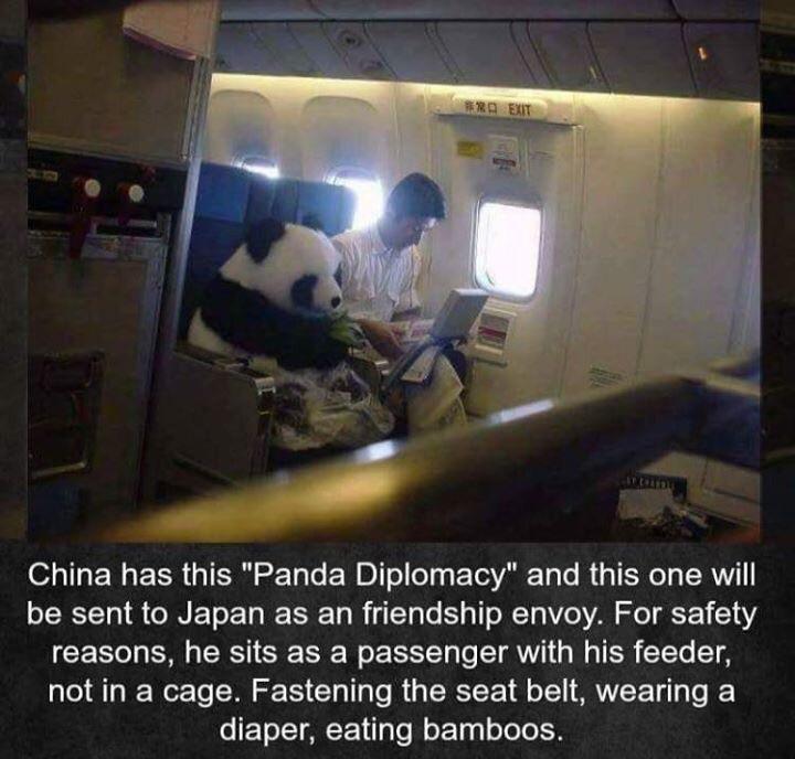 Travelling with panda.