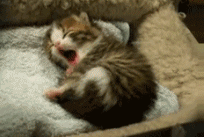 Kitty yawns are the cutest.