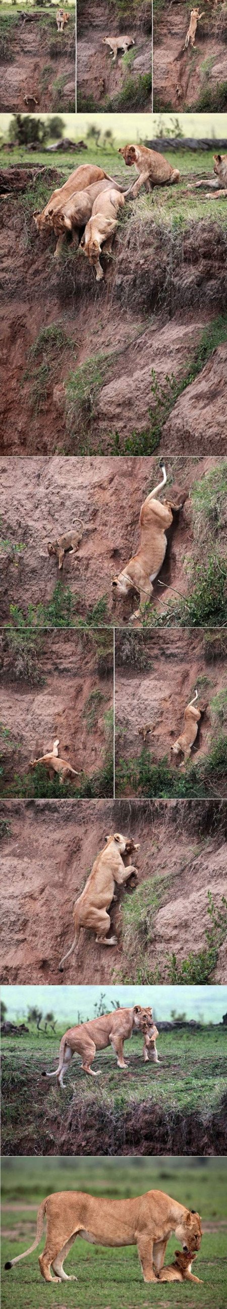 Momma lion saves her cub.