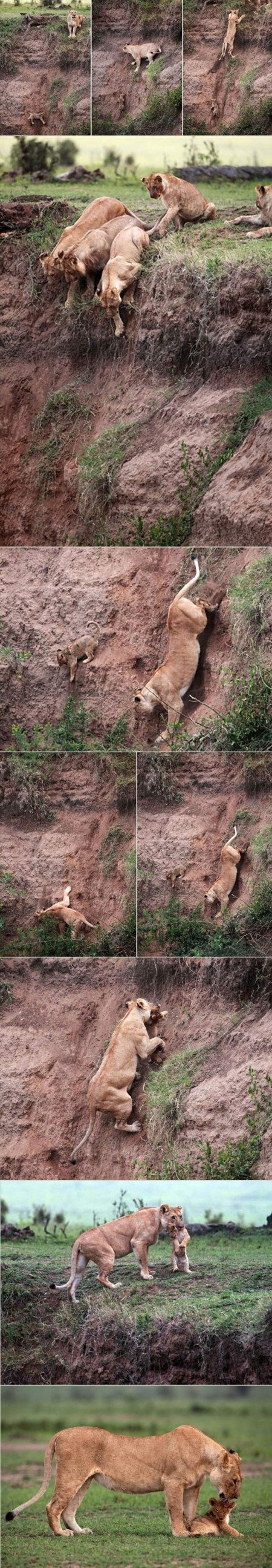 Momma lion saves her cub.