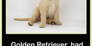 Golden retriever for sale.