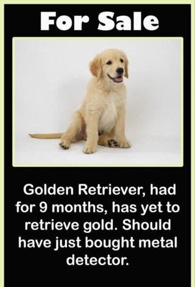 Golden retriever for sale.