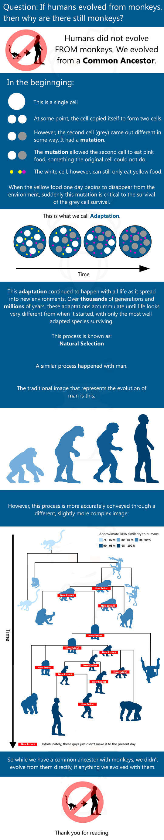 If humans evolved from monkeys...