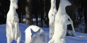 Albino Deer doe things differently.