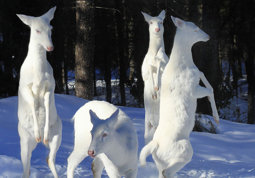 Albino Deer doe things differently.