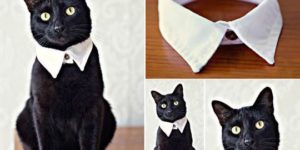 Fancy cat.