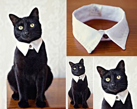 Fancy cat.