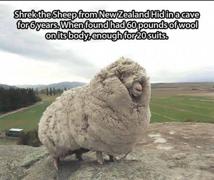 Shrek the sheep from New Zealand.