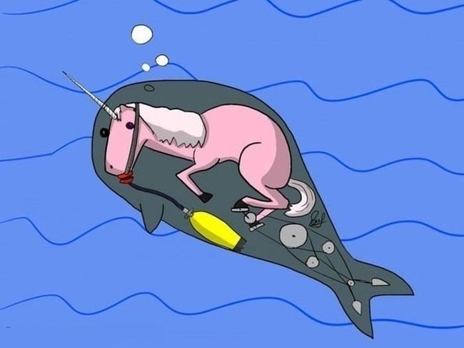 The truth behind narwhals.