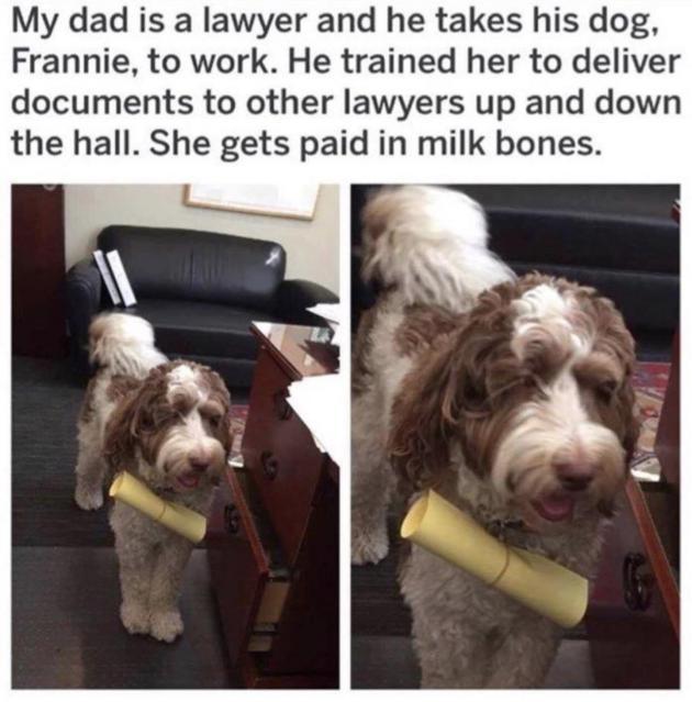 Bork bork you're guilty of being a good boy.
