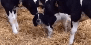They think he’s a baby cow